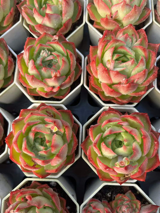25313 Echeveria Blue Moon (7cm pot size)