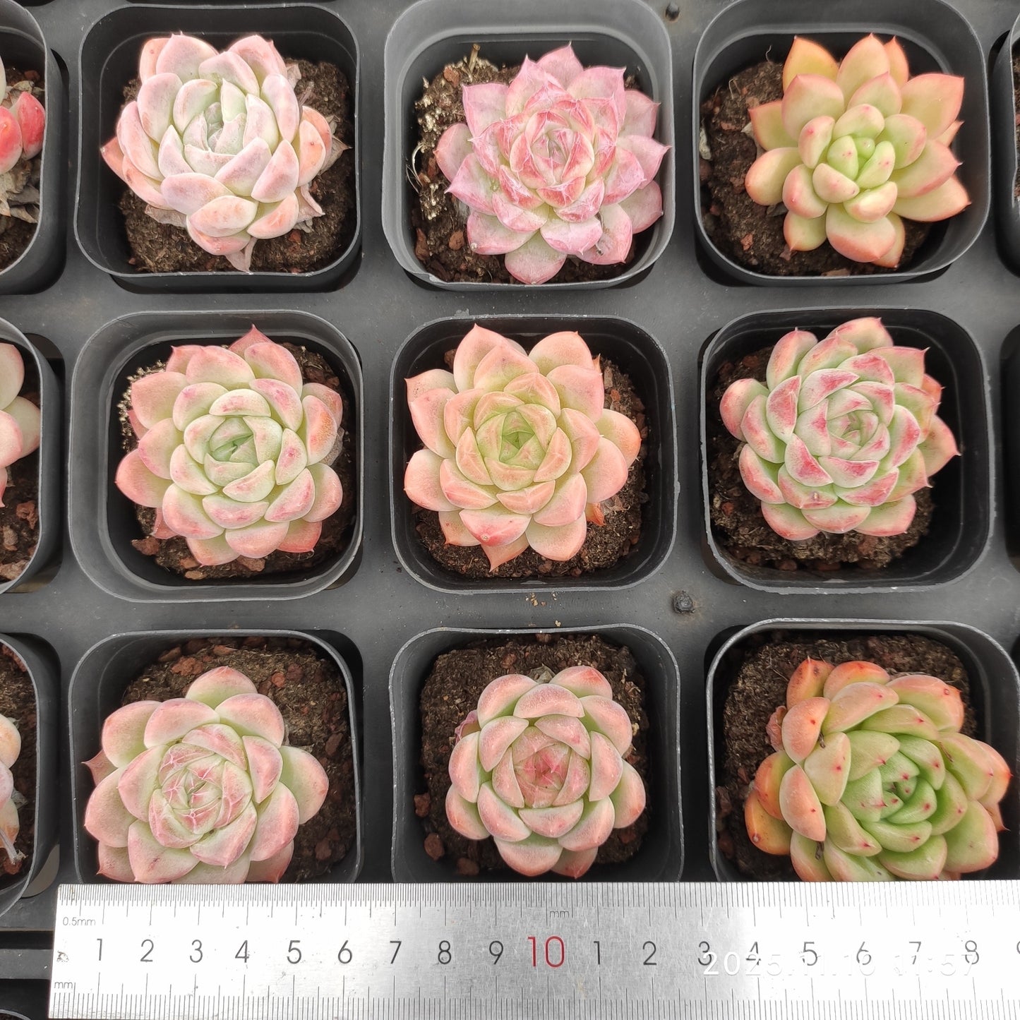 22579 Echeveria Green Pink Hyb (6.5cm pot size)