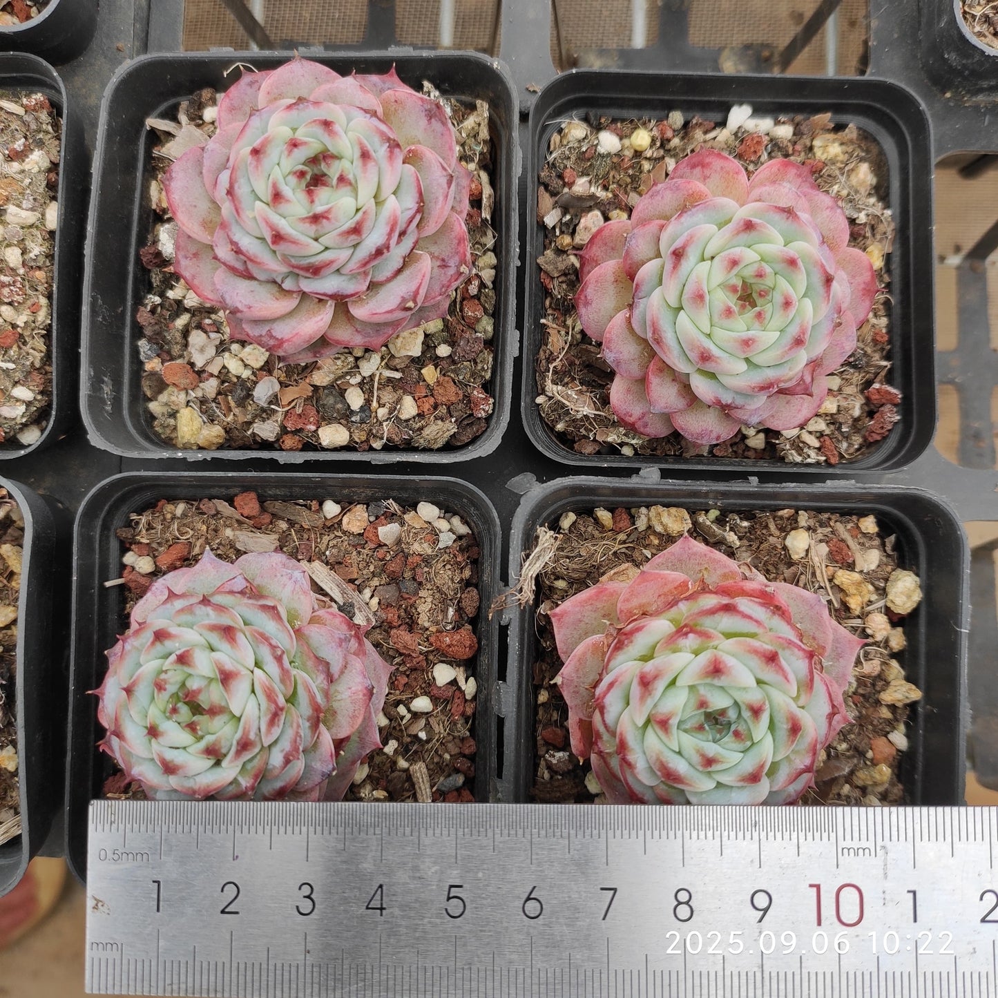 RC025 Echeveria Red Velvet(7cm pot size)