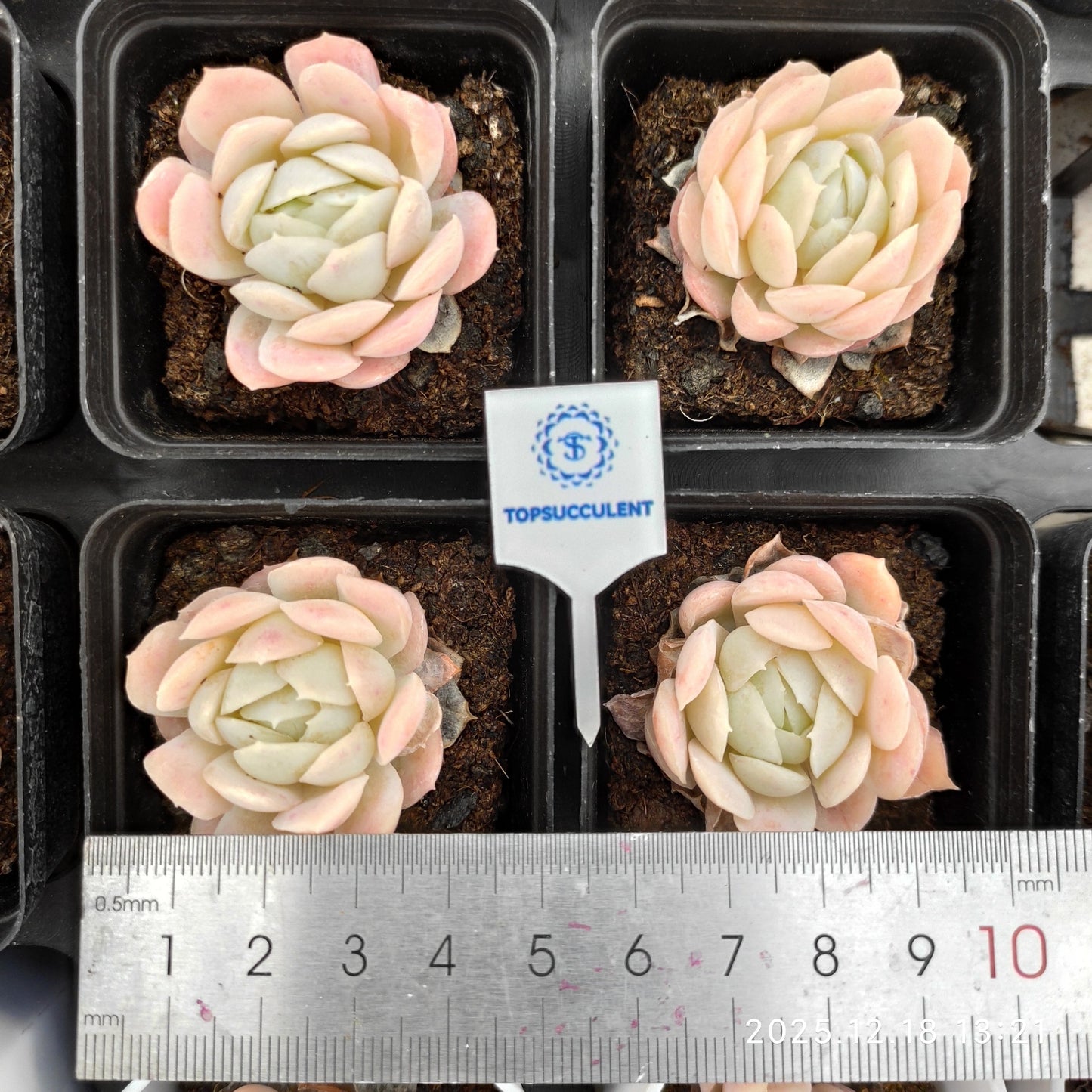 21585 Echeveria Pink Nation (5.5cm pot size)