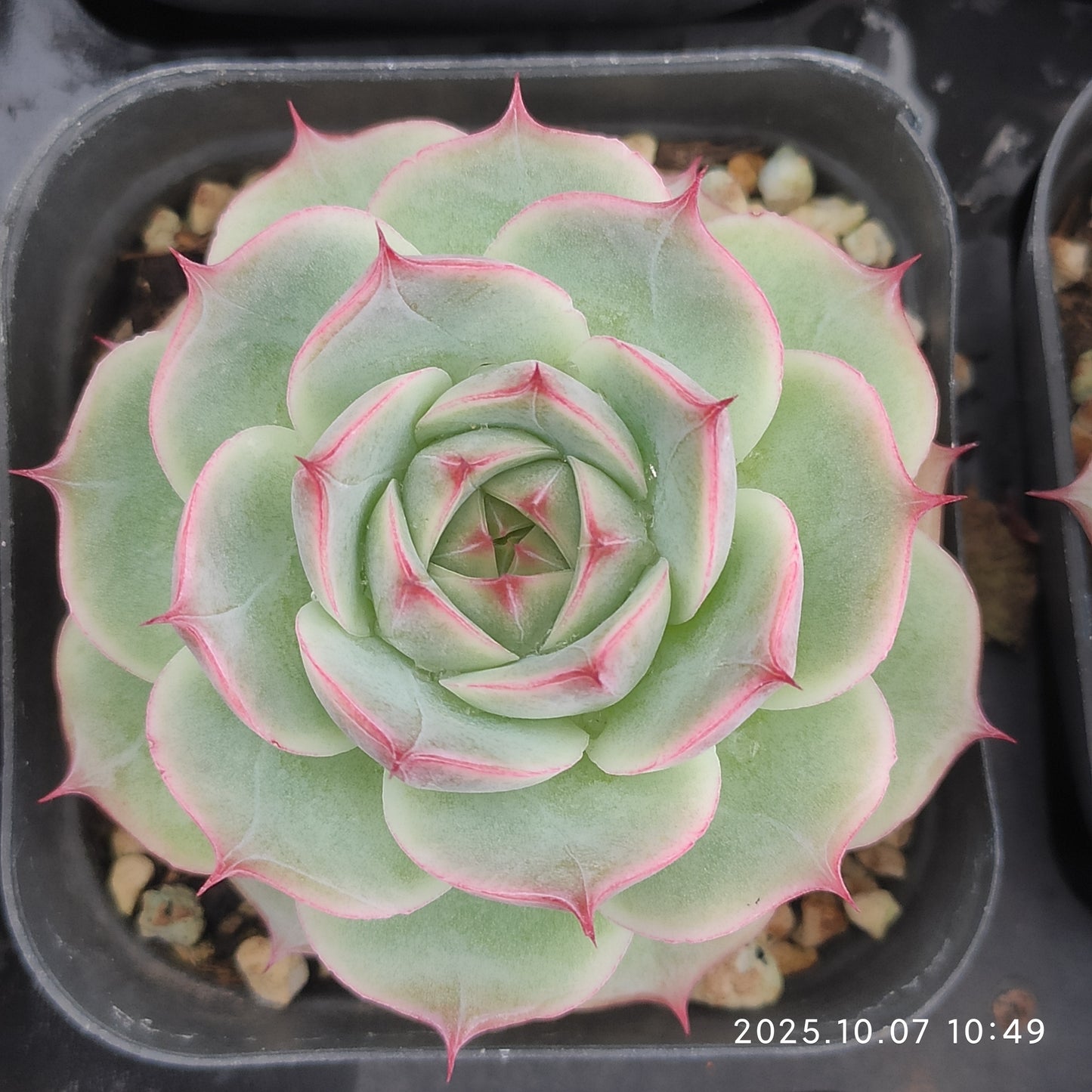 XQ1415 Echeveria Lotus Hyb(7cm pot size)