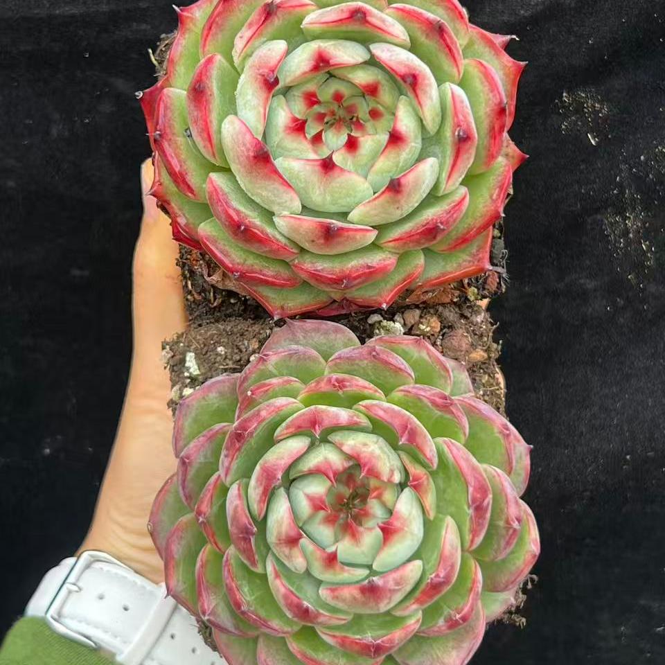 21436 Echeveria Lindsay (12cm pot size)