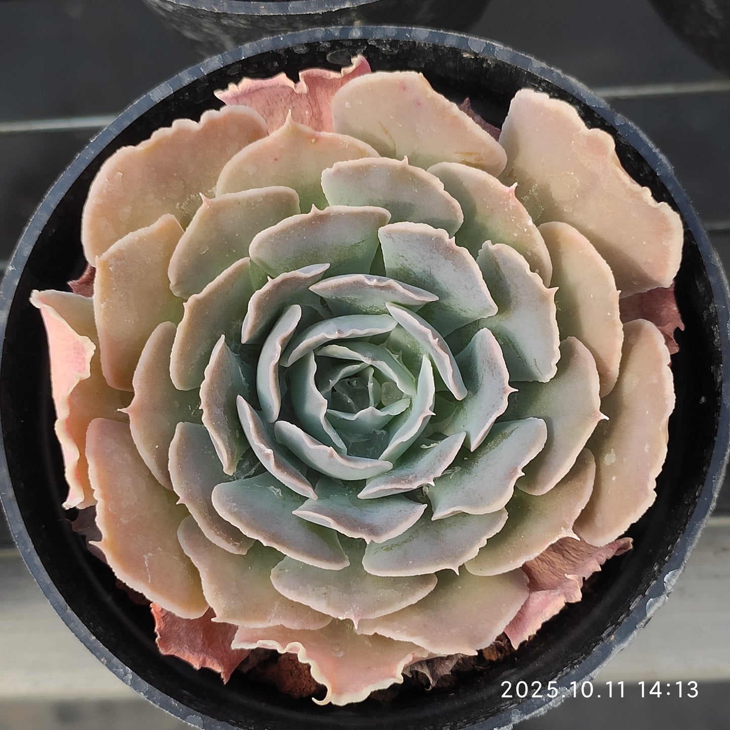 TPKM051 Echeveria Swan Lake(7cm pot size)