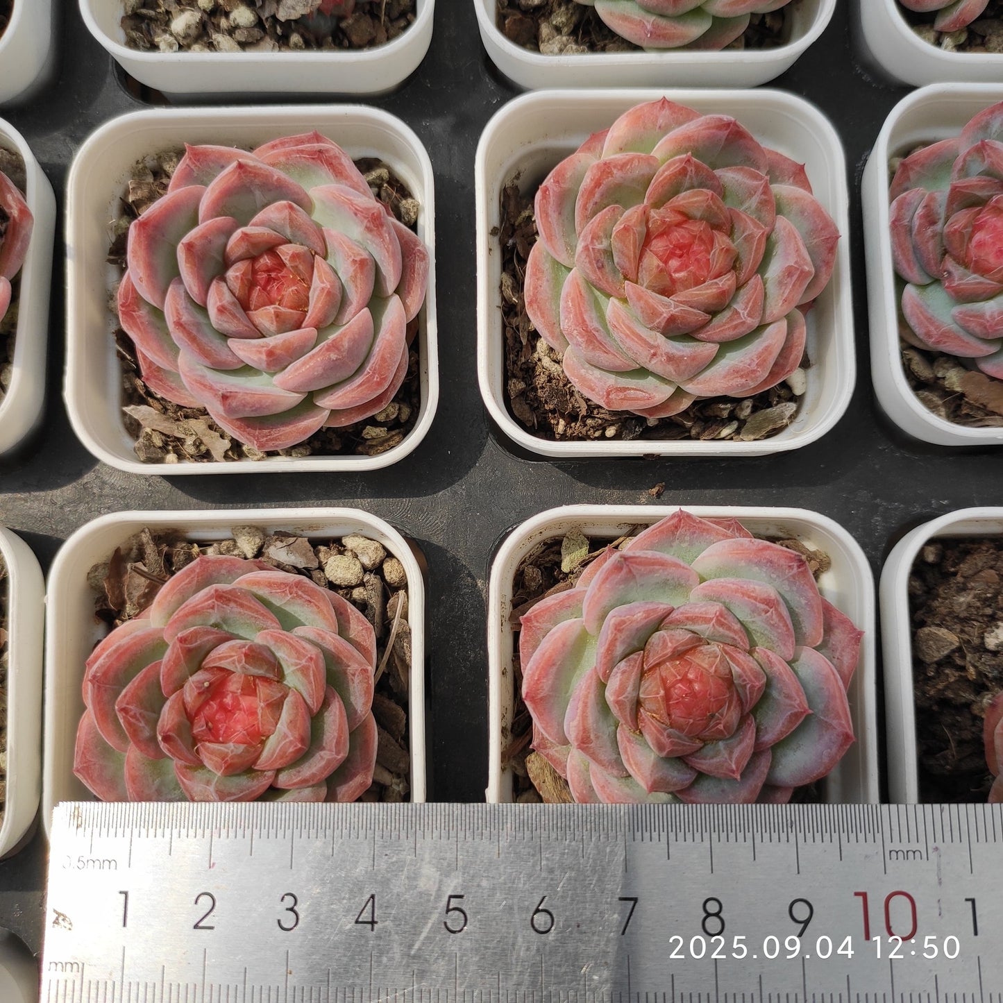 MMY1164 Echeveria Lip Gloss(5.5cm pot size)
