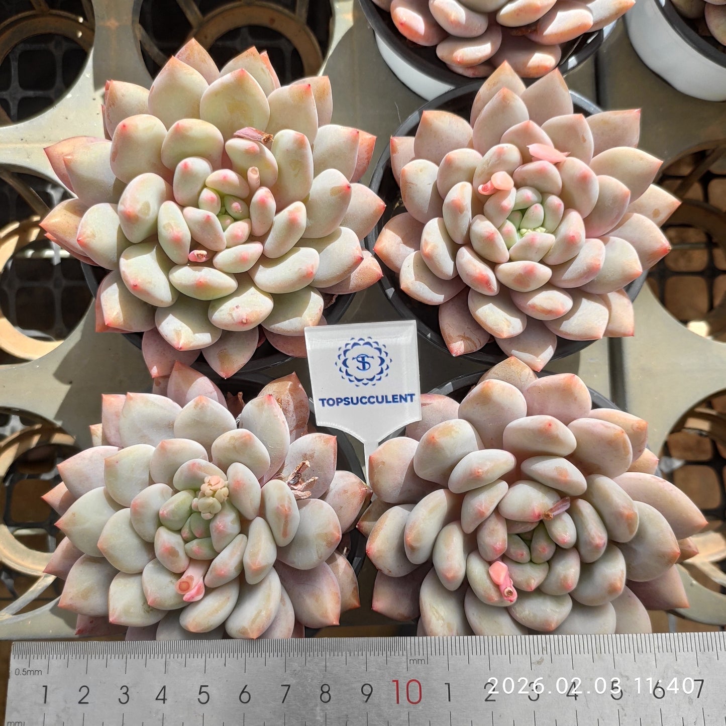25619 Echeveria Half Summer (9cm pot size)