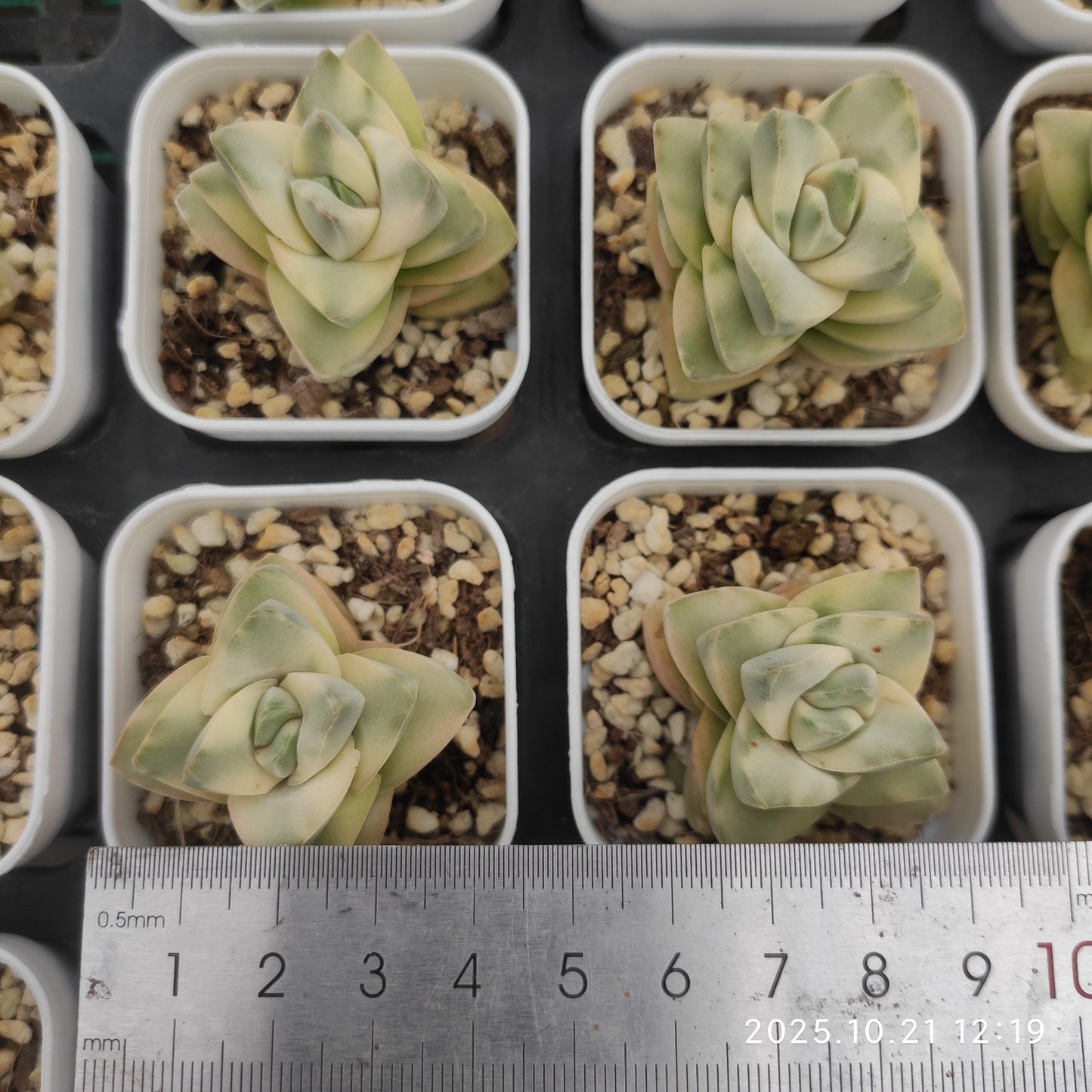 7910 Echeveria Moonglow Variegated (5.5cm pot size)