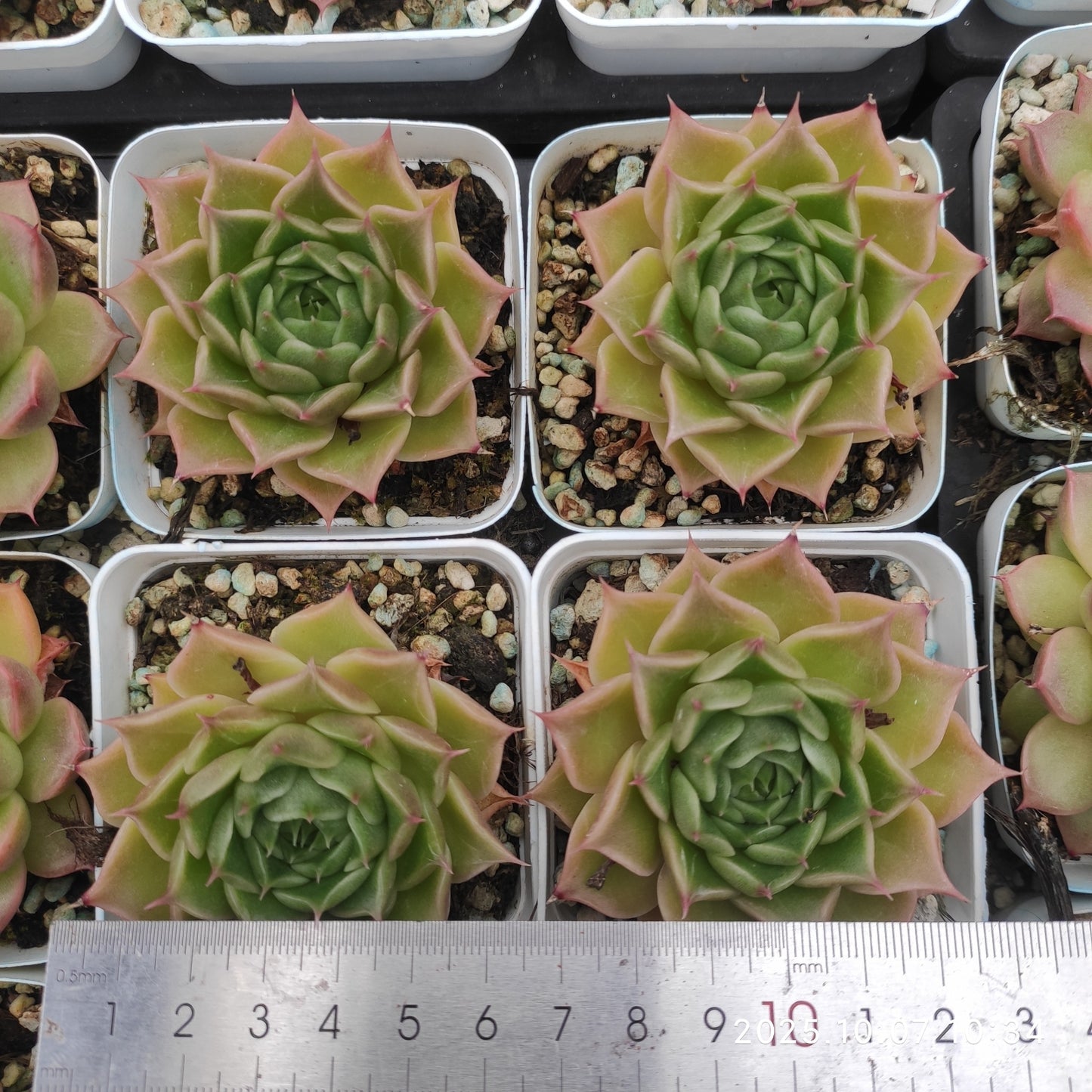 XQ1436 Echeveria Simulance Hyb(7cm pot size)