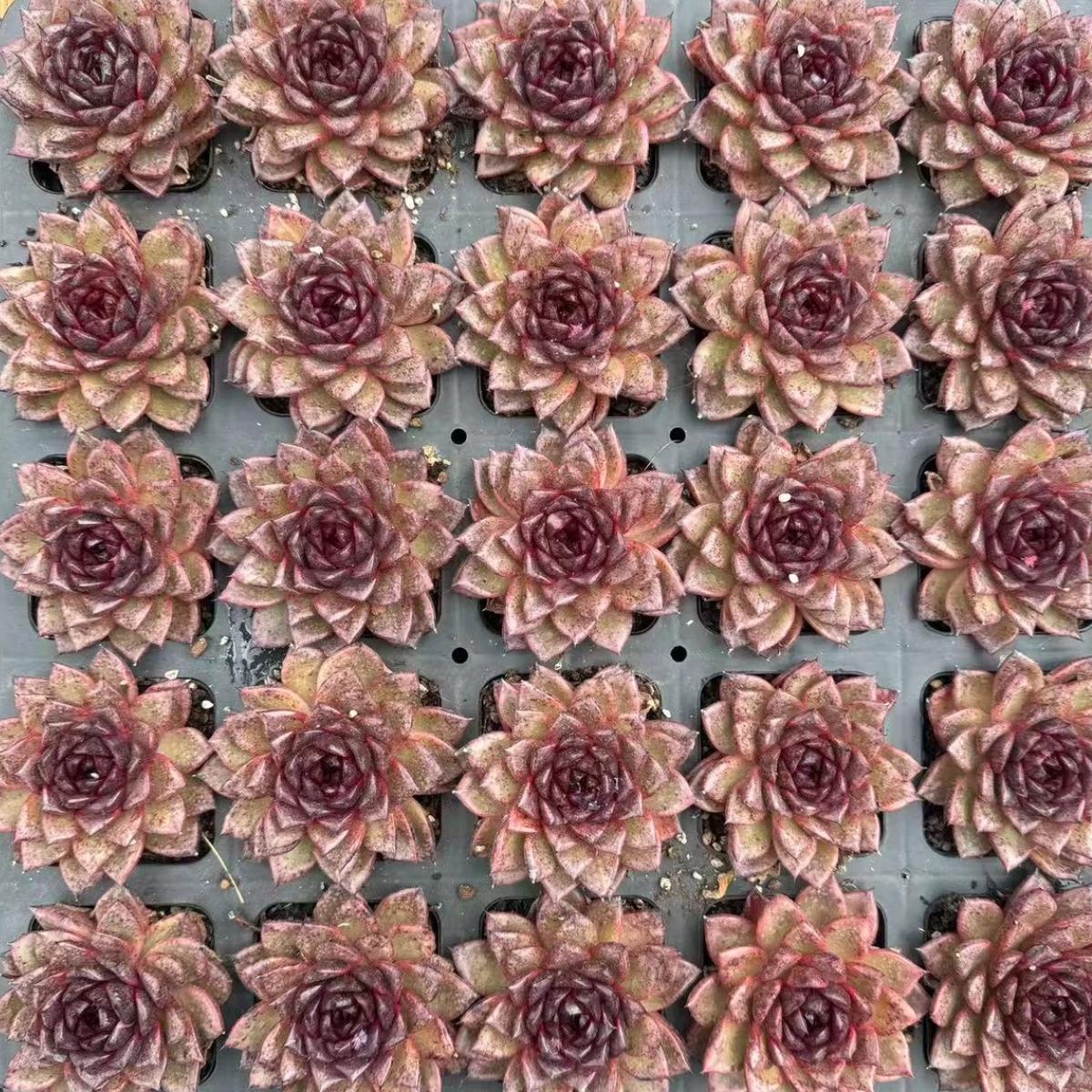 22644 Echeveria Black Phoenix (7cm pot size)