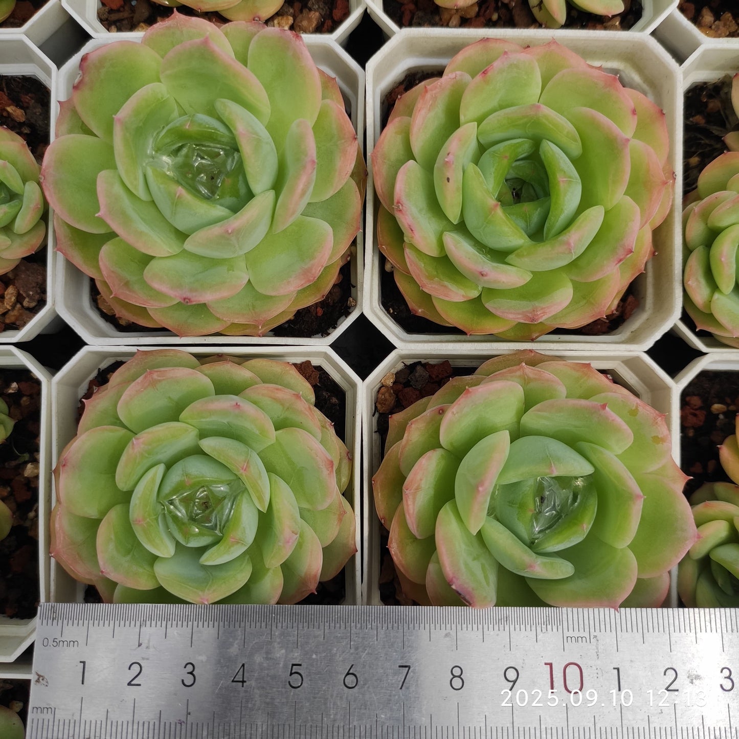 HG087 Echeveria Amazing Grace x Suaveolens(7cm pot size)
