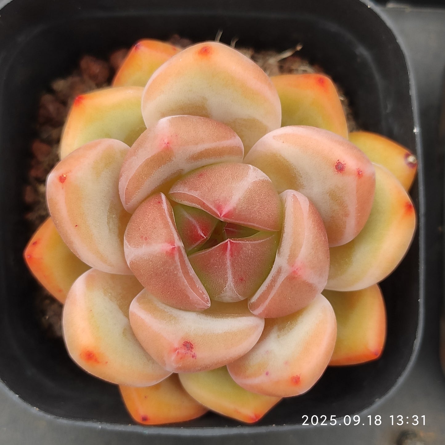 LMM332 Echeveria Charlotte(6.5cm pot size)