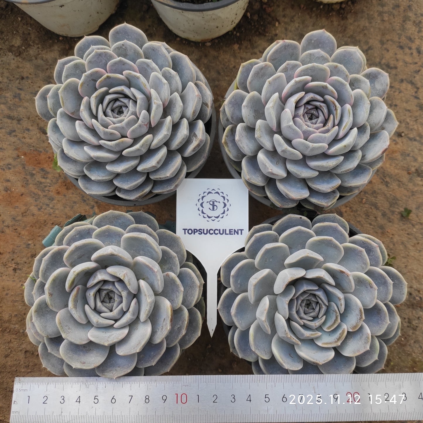 15587 Echeveria Tiny Burger (12cm pot size)