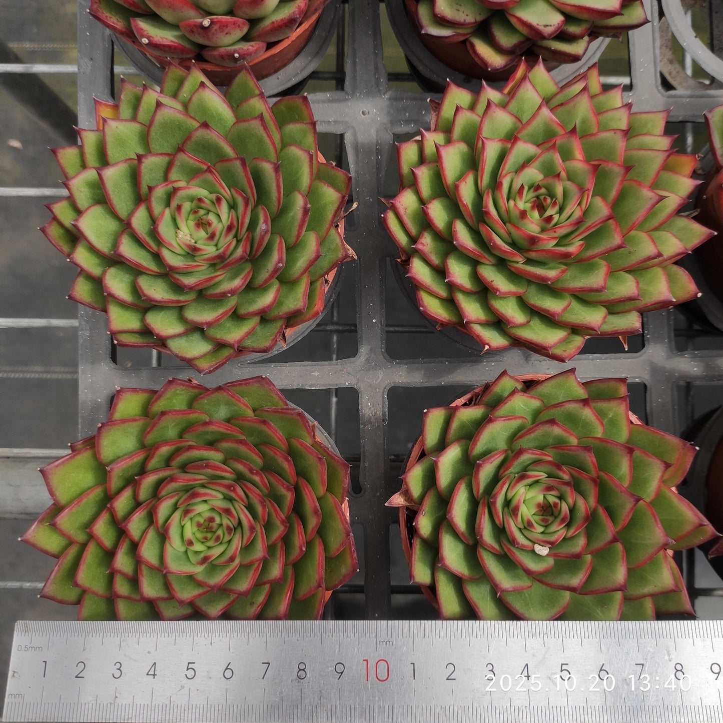 11728 Echeveria Amabille Hyb (9cm pot size)