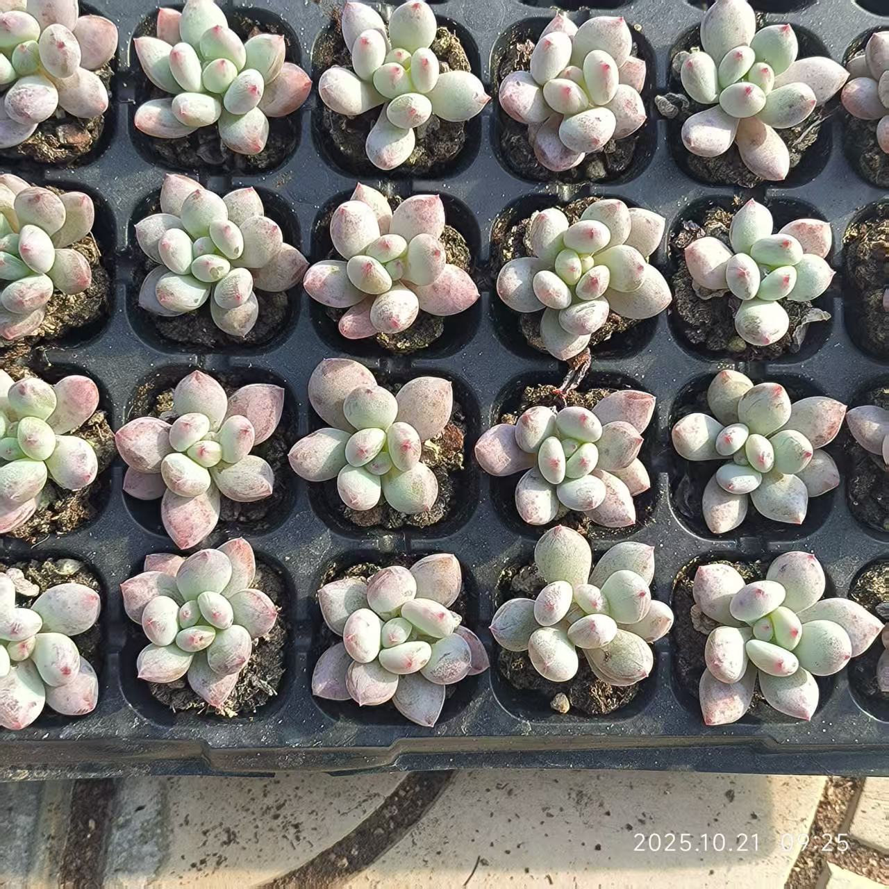 21687 Echeveria Snow Monster (3cm pot size)