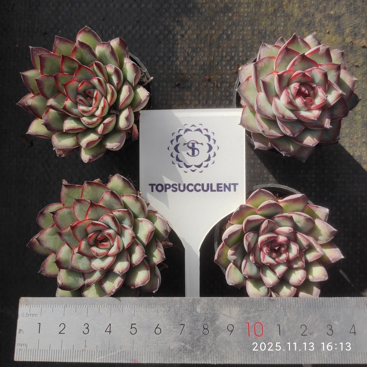 19243 Echeveria Mexico Pulidones (5.5cm pot size)
