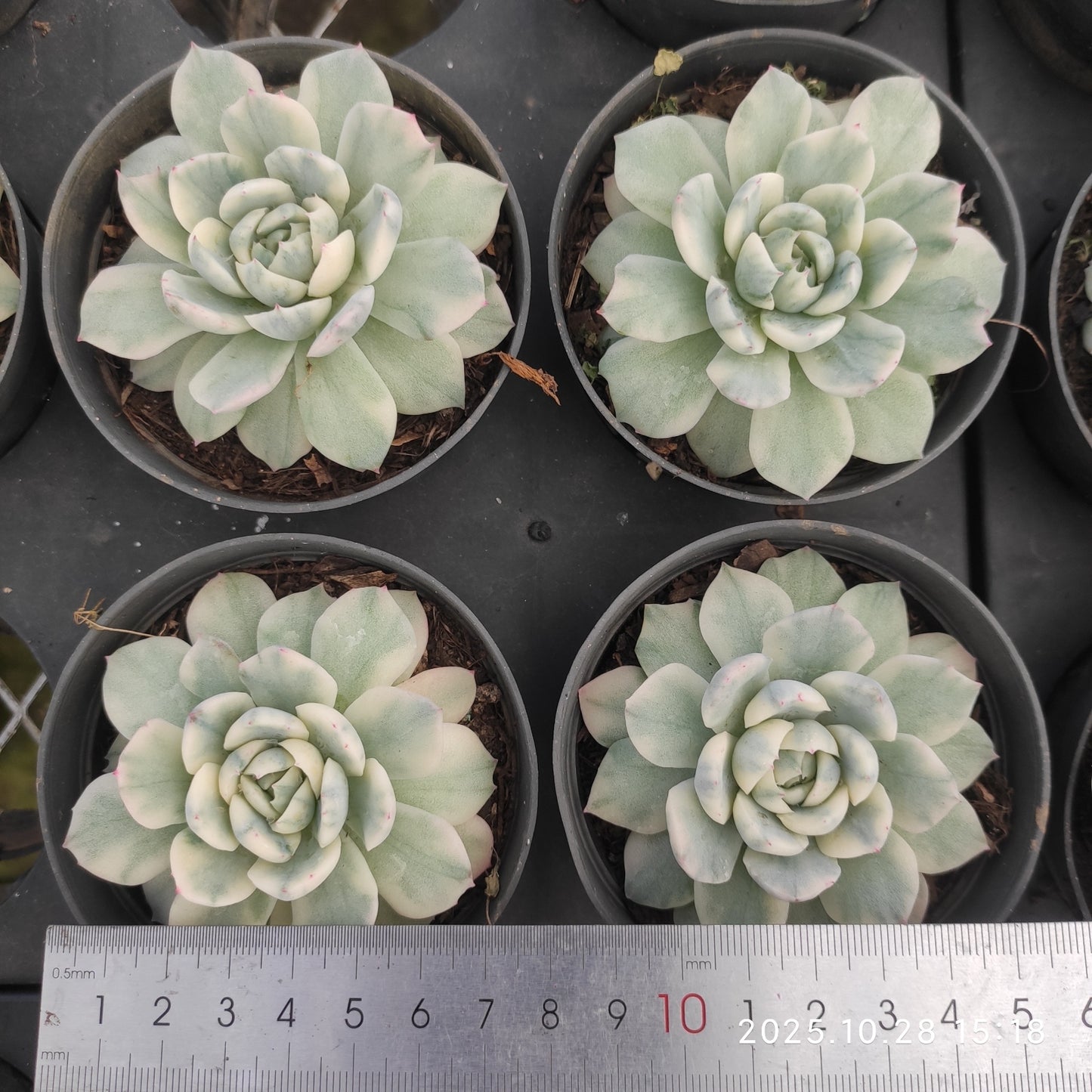 17286 Echeveria Berry Variegated (8cm pot size)