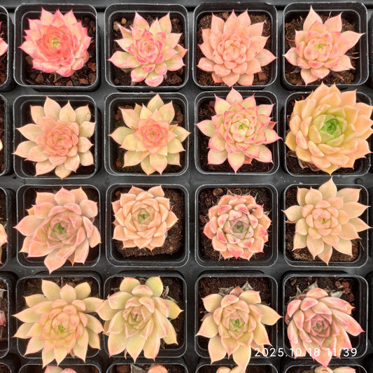YBB195 Echeveria Little Conch(5.5cm pot size)