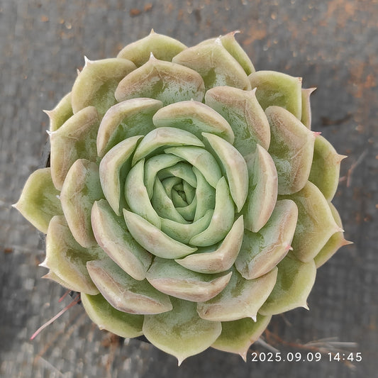 MMT683 Echeveria Onslow(5.5cm pot size)