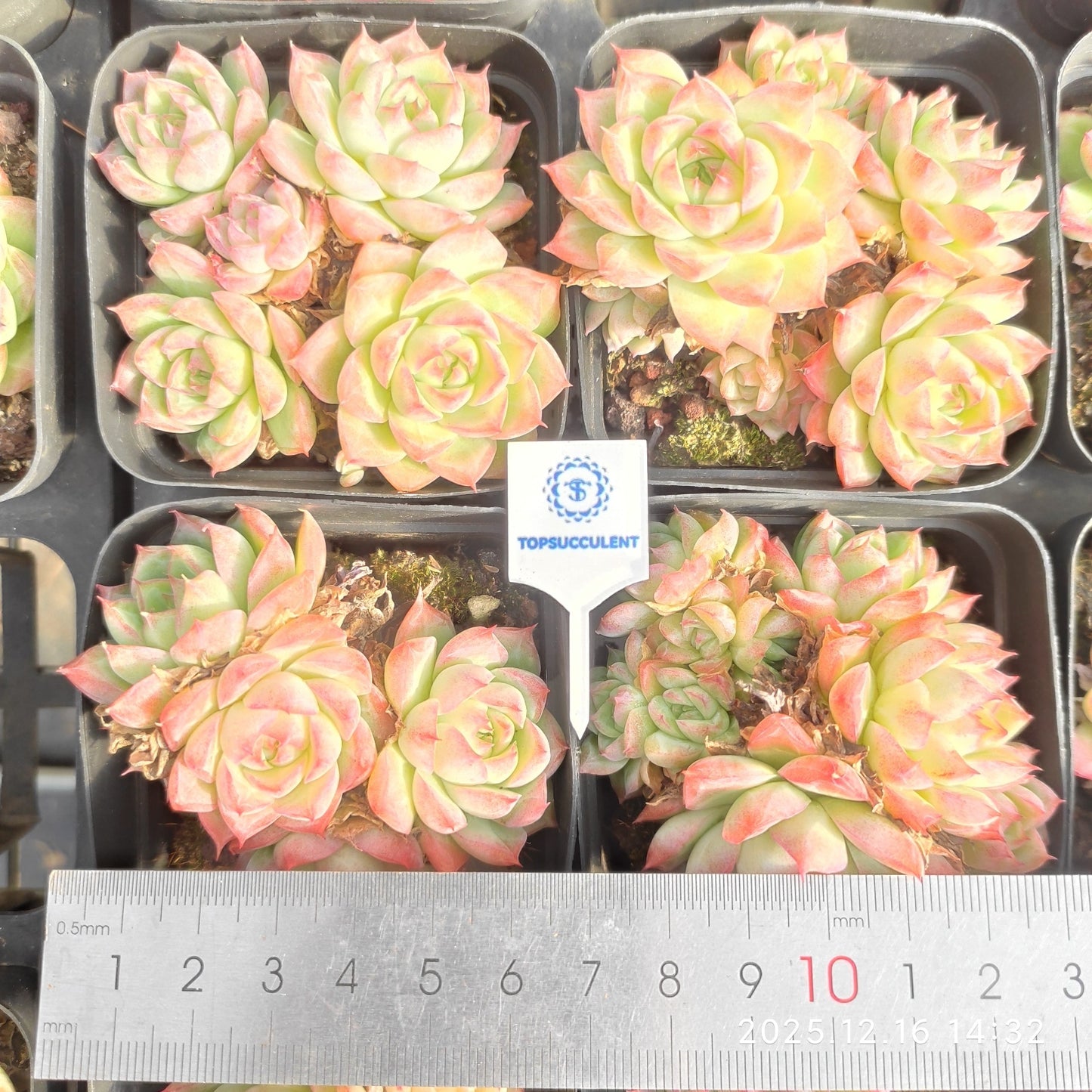 21283 Echeveria Quicksand (7cm pot size)