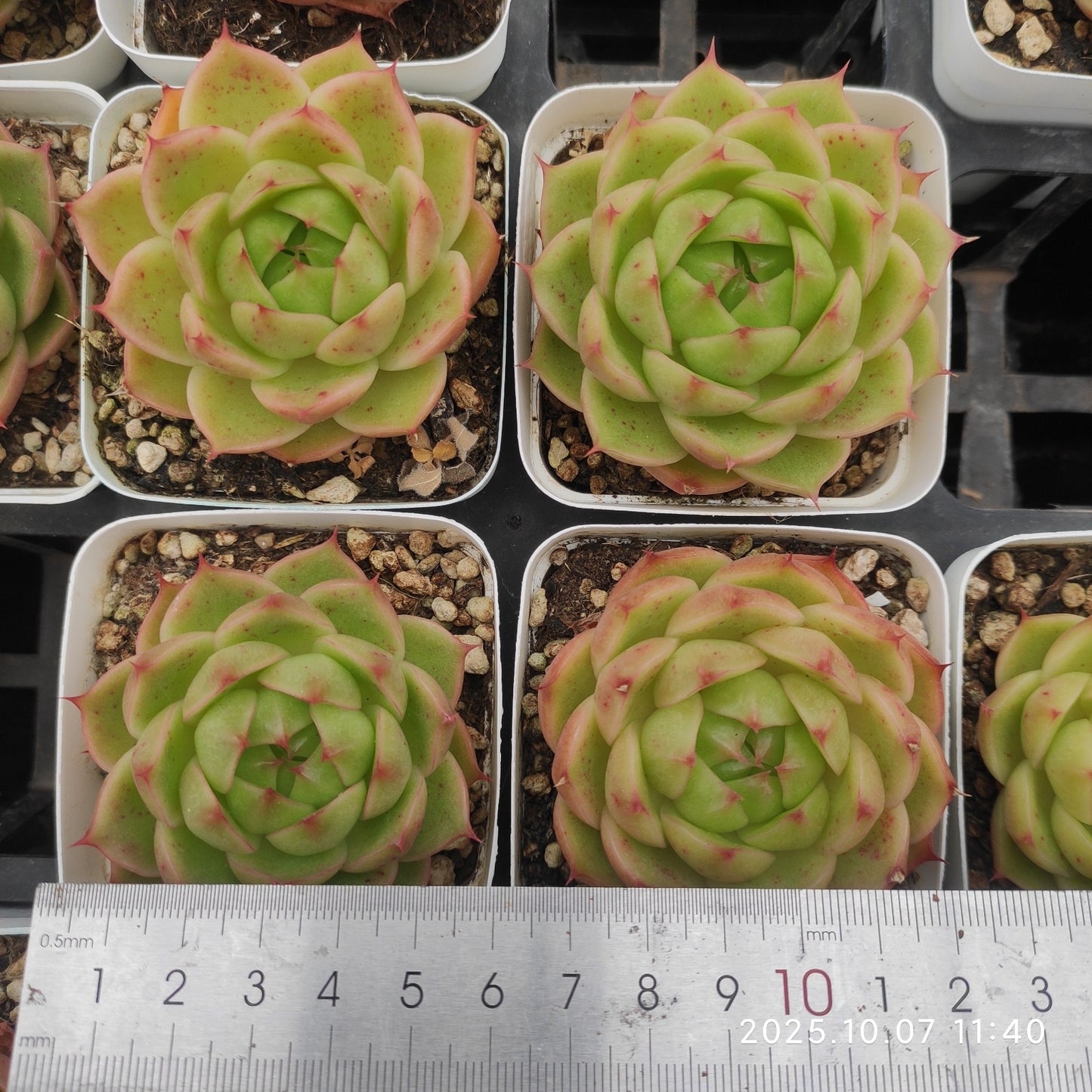 XQ1429 Echeveria Green Jade Hyb(7cm pot size)