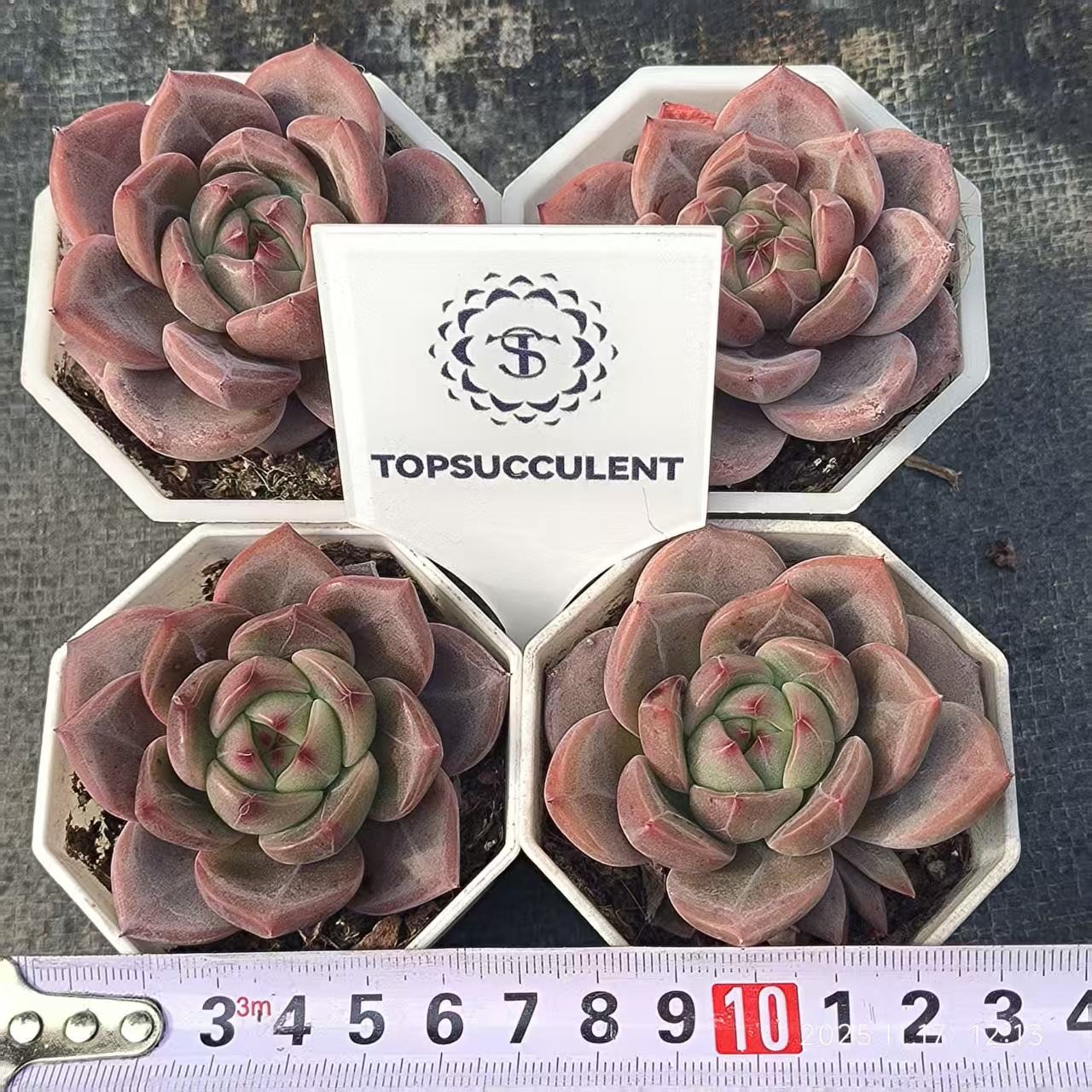 8964 Echeveria Orange Monroe x Robin (6.5cm pot size)