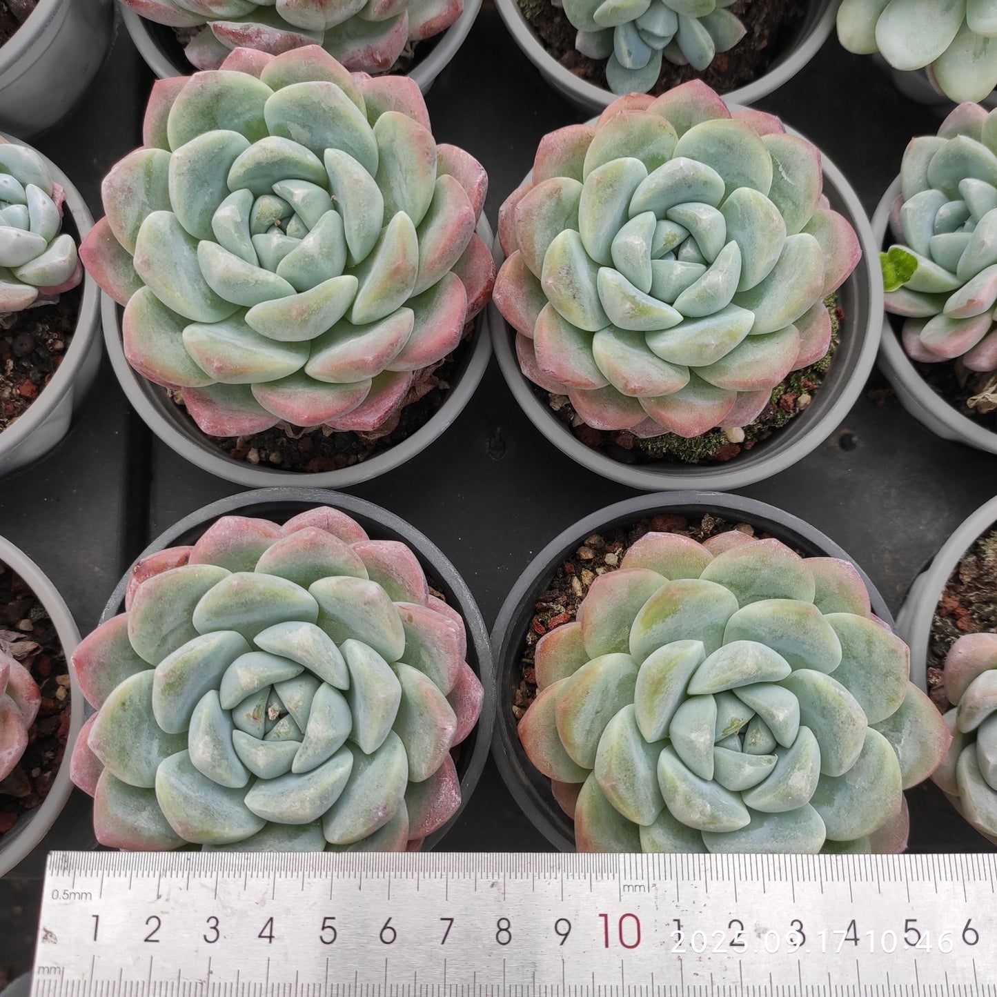 NGN548 Echeveria Ice Green(9cm pot size)