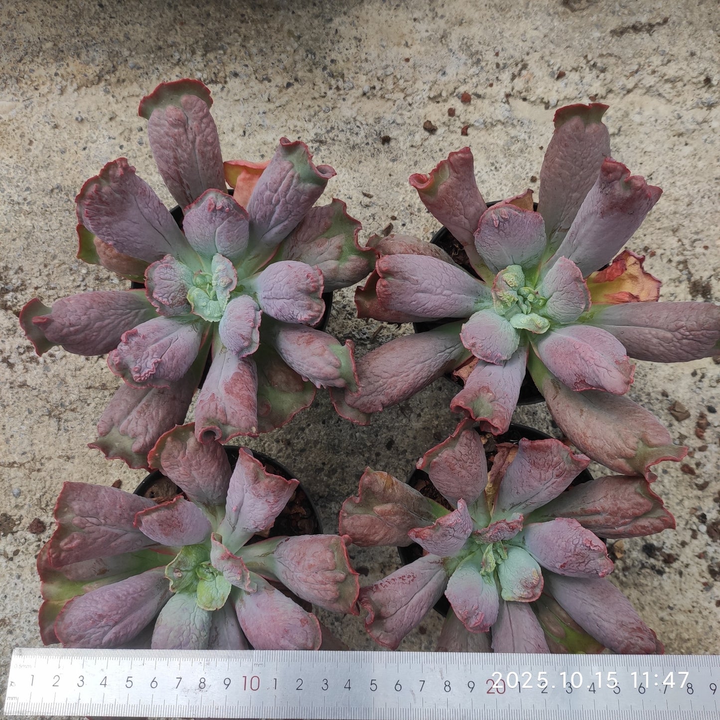 ZZA136 Echeveria Baron Bold(11cm pot size)
