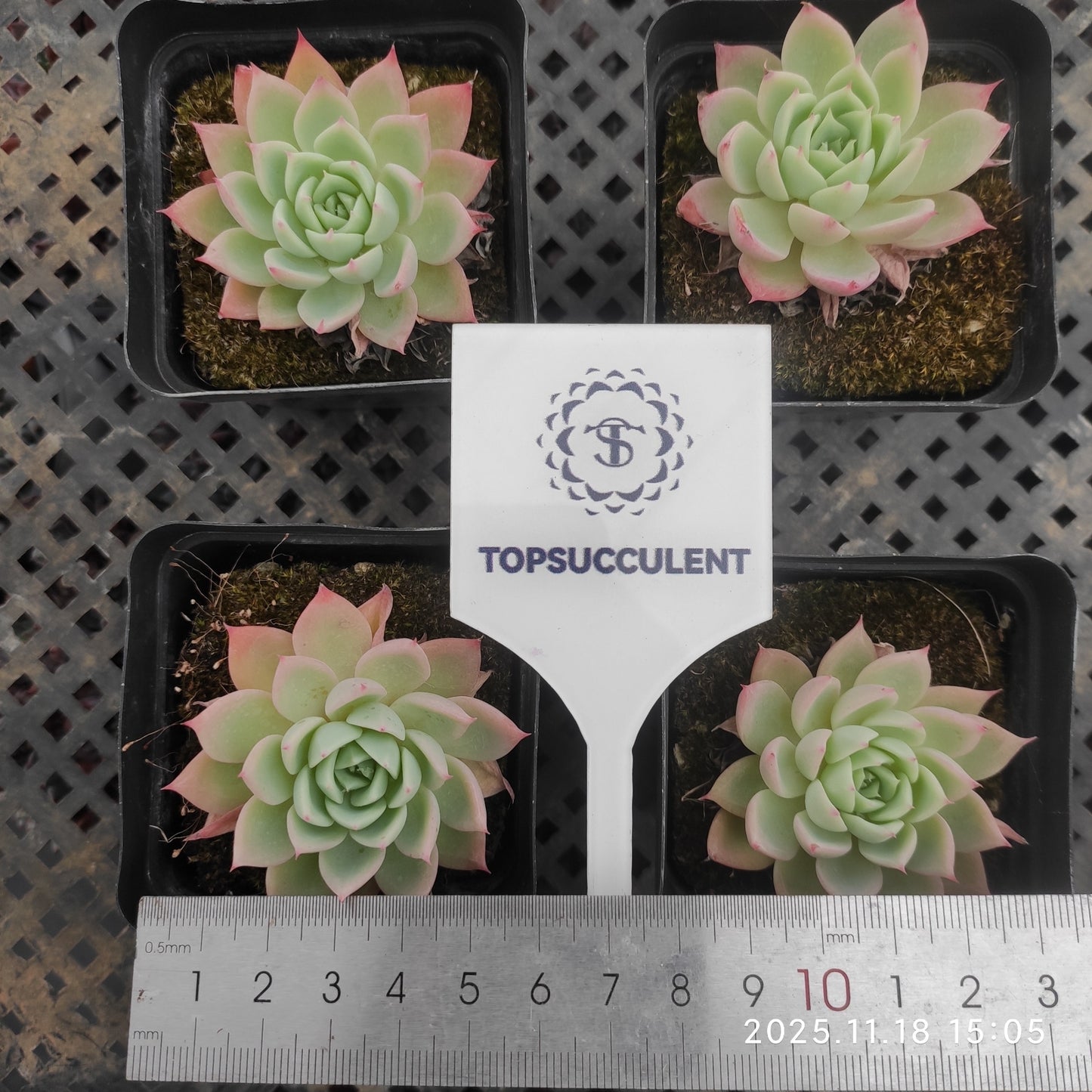 T1697 Echeveria Pansy (7cm pot size)