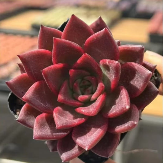 QNY202 Echeveria Tassel(7cm pot size)