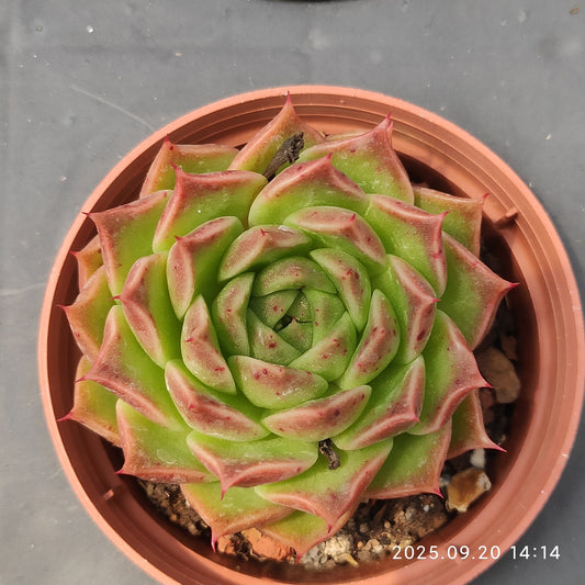 XY366 Echeveria Green Pepper x Agavoides(7cm pot size)