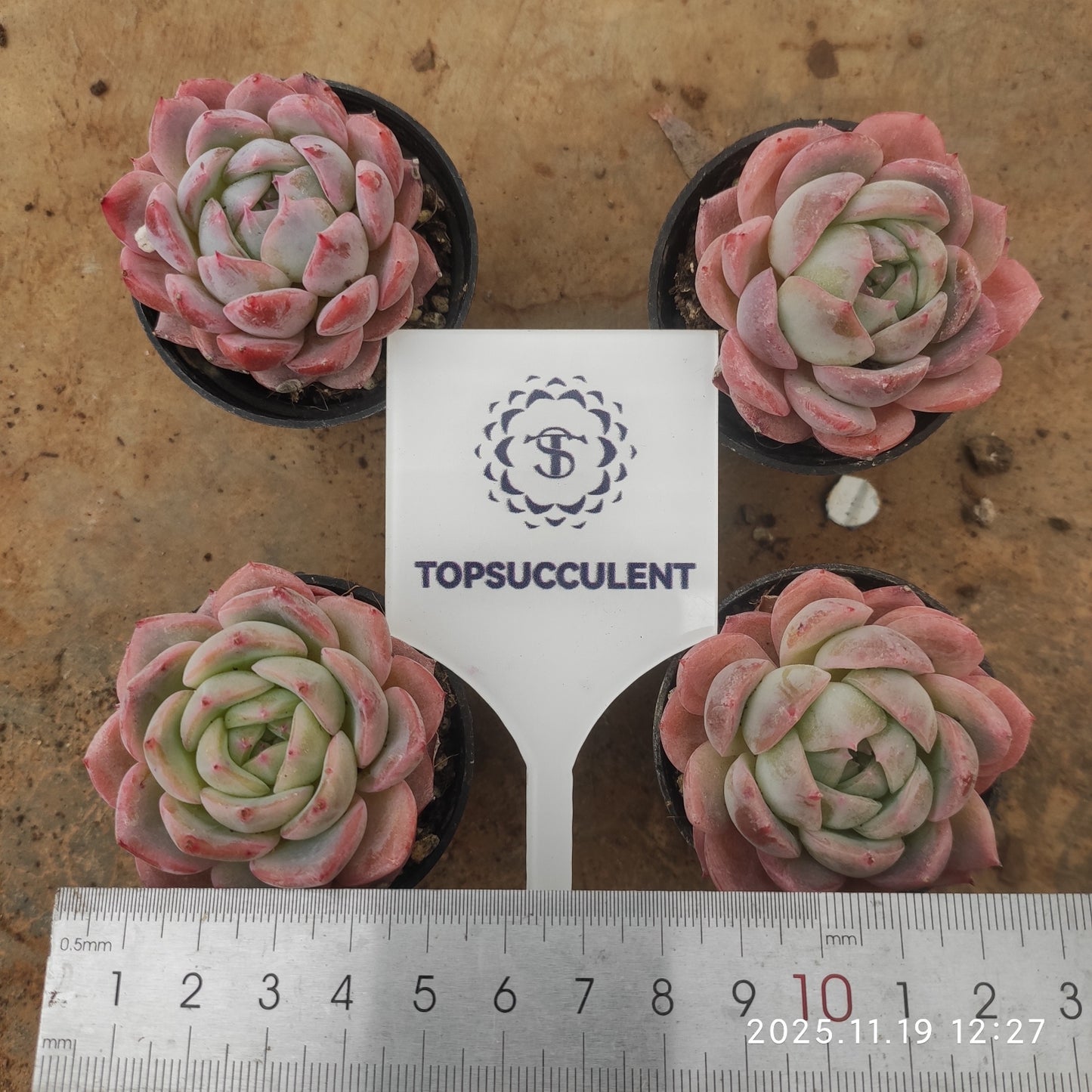 22700 Echeveria Sicily Hyb (5.5cm pot size)