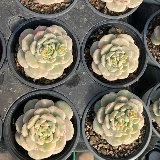 25371 Echeveria Banilabis Variegated (9cm pot size)