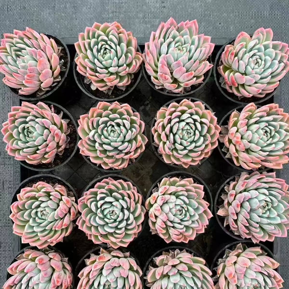 21186 Echeveria Purple Wind Chime (10cm pot size)