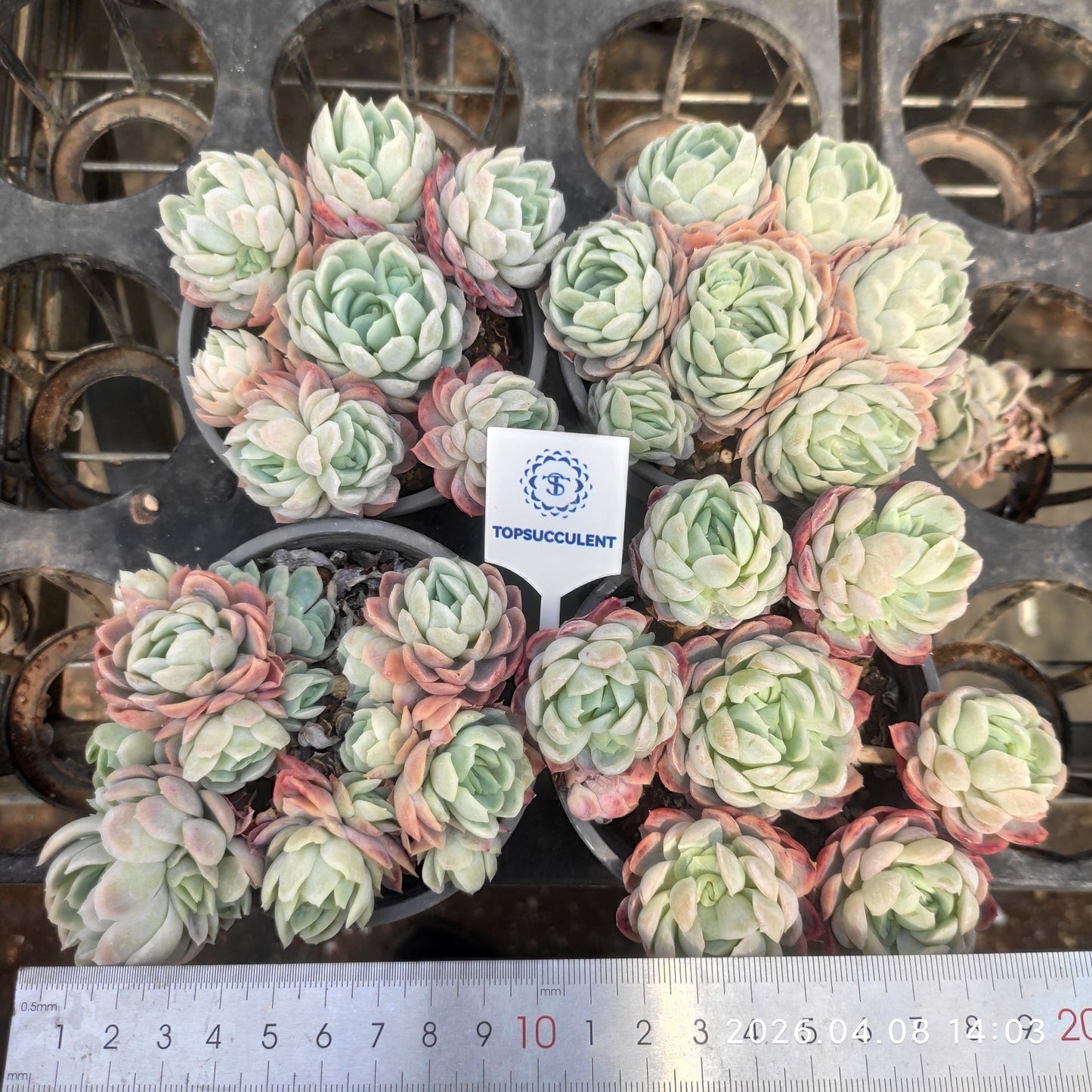 25111 Echeveria Berry (9cm pot size)