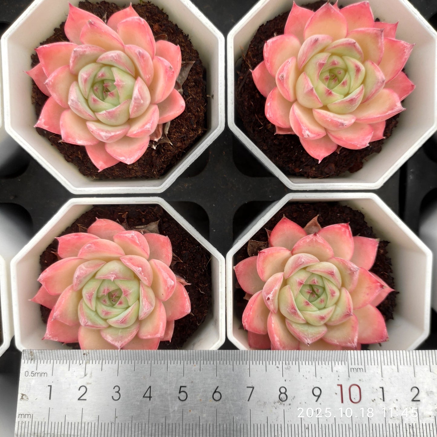 YBB027 Echeveria Pink Crystal Rose(7cm pot size)