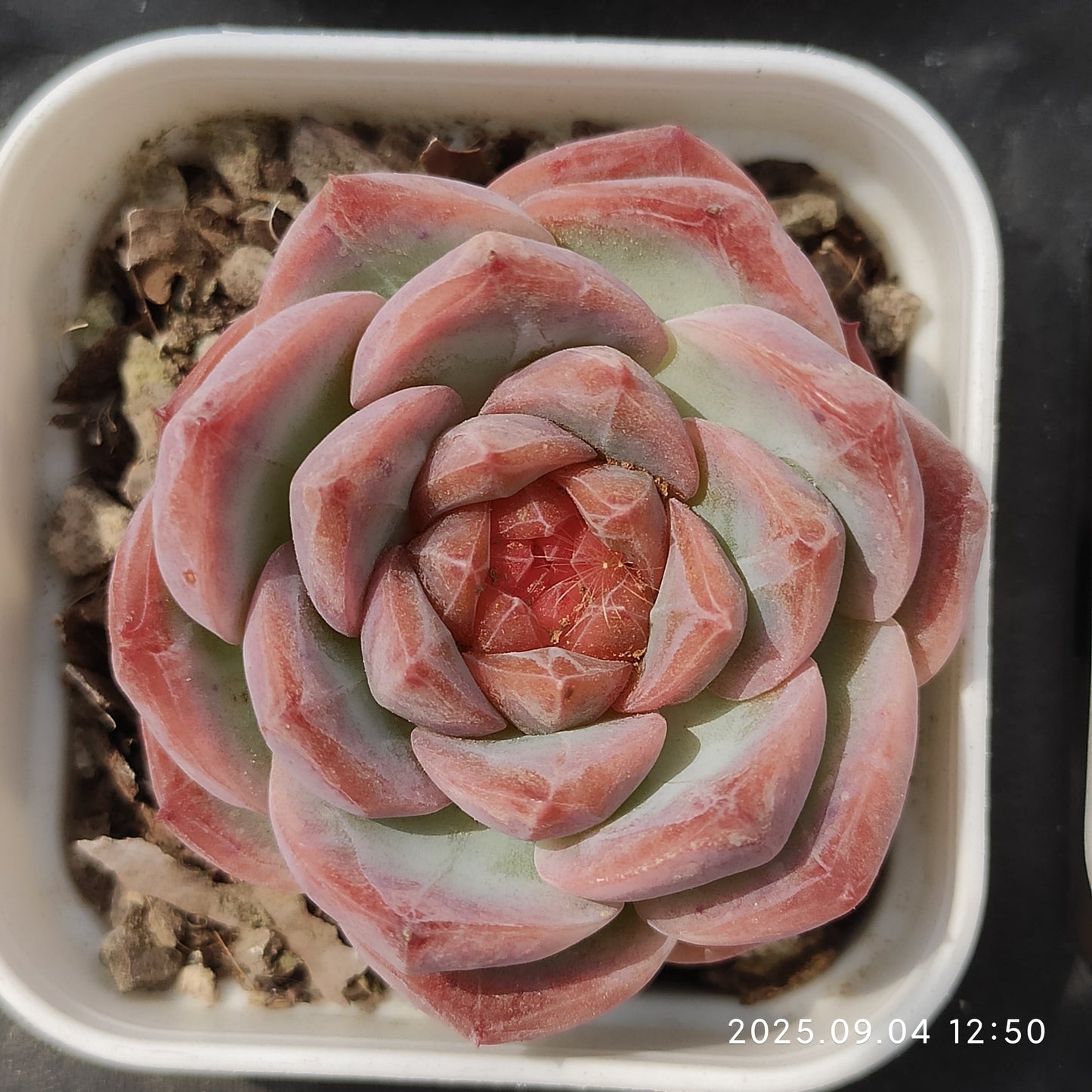 MMY1164 Echeveria Lip Gloss(5.5cm pot size)