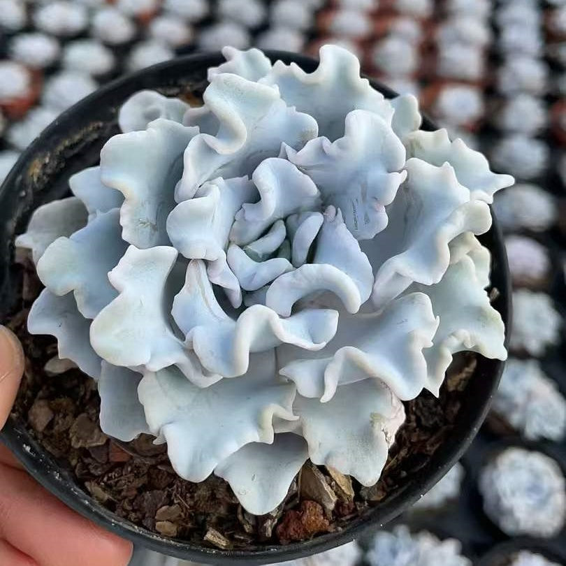 22850 Echeveria Crispate Beauty (11cm pot size)