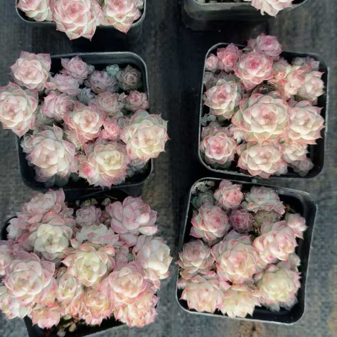 24157 Echeveria Red Queen (7cm pot size)