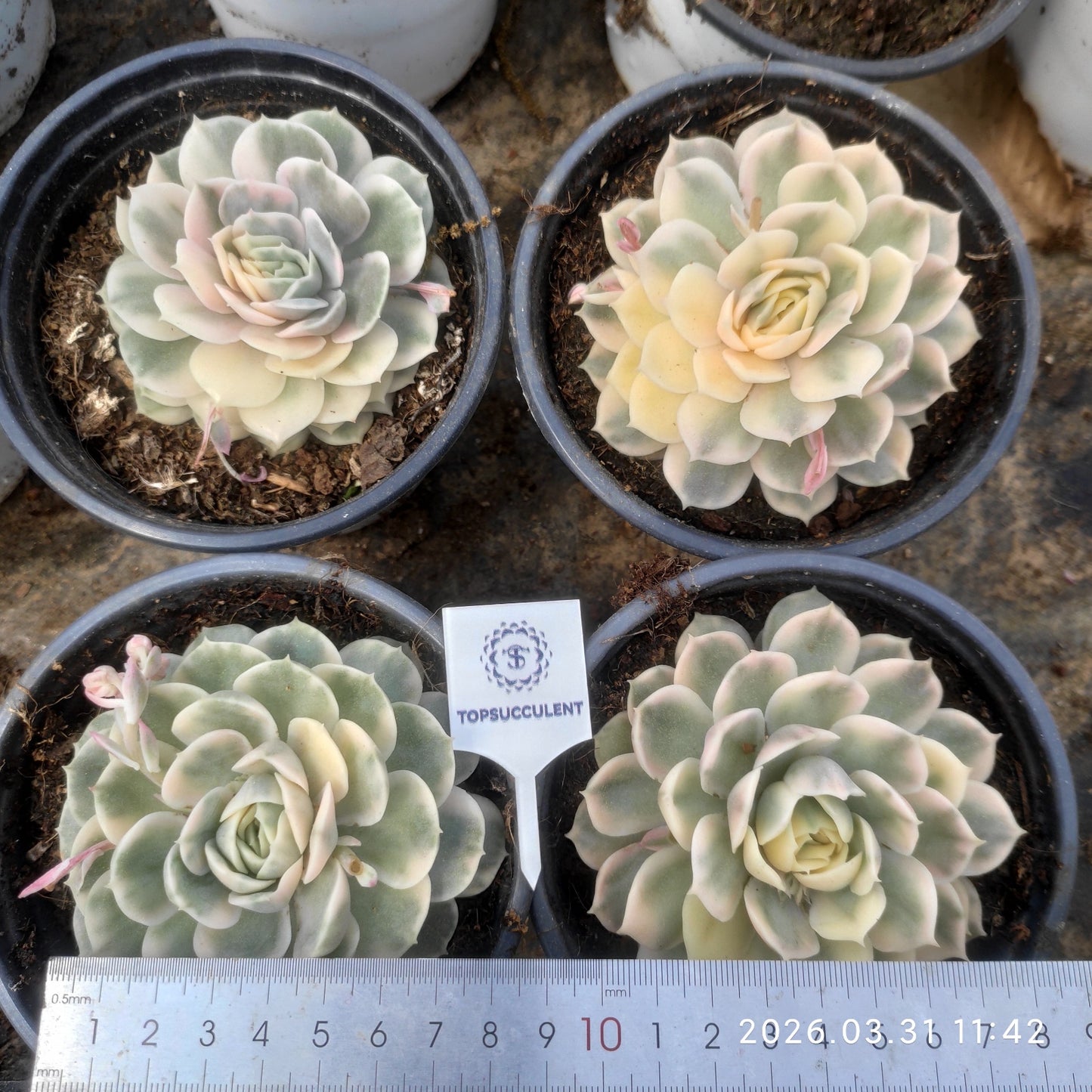 20167 Echeveria Onslow Variegated (12cm pot size)