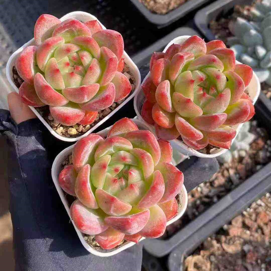 21899 Echeveria Baguio (5.5cm pot size)