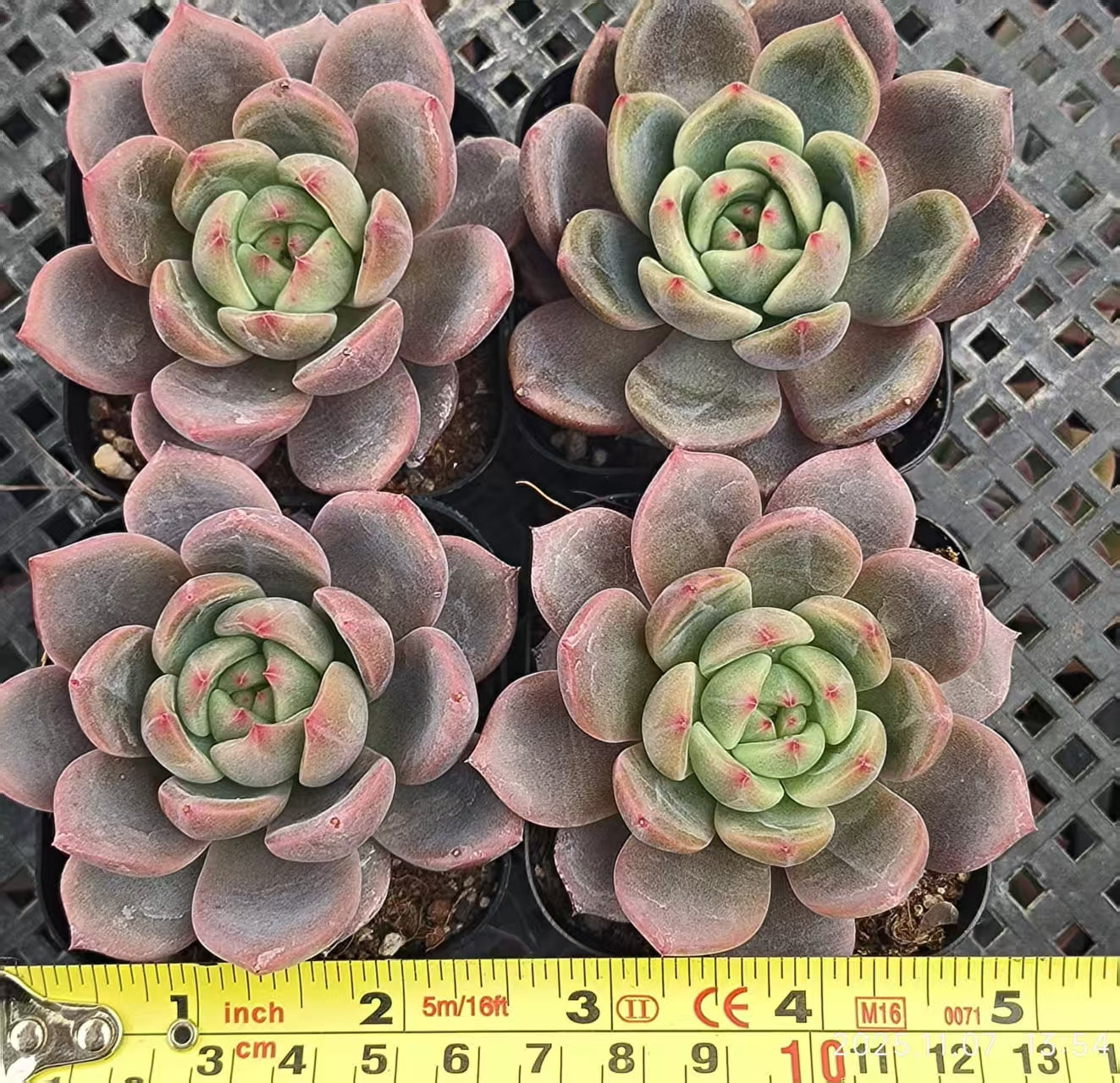 3421 Echeveria Love Birds (6.5cm pot size)