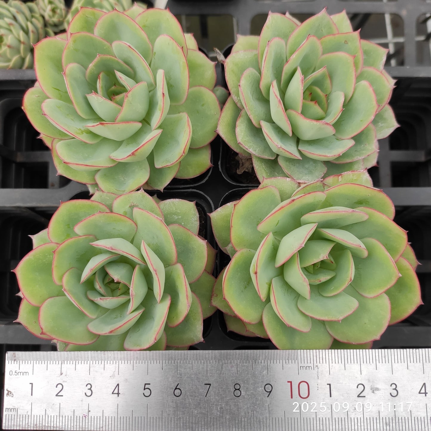 2634 Echeveria Paramela (7cm pot size)