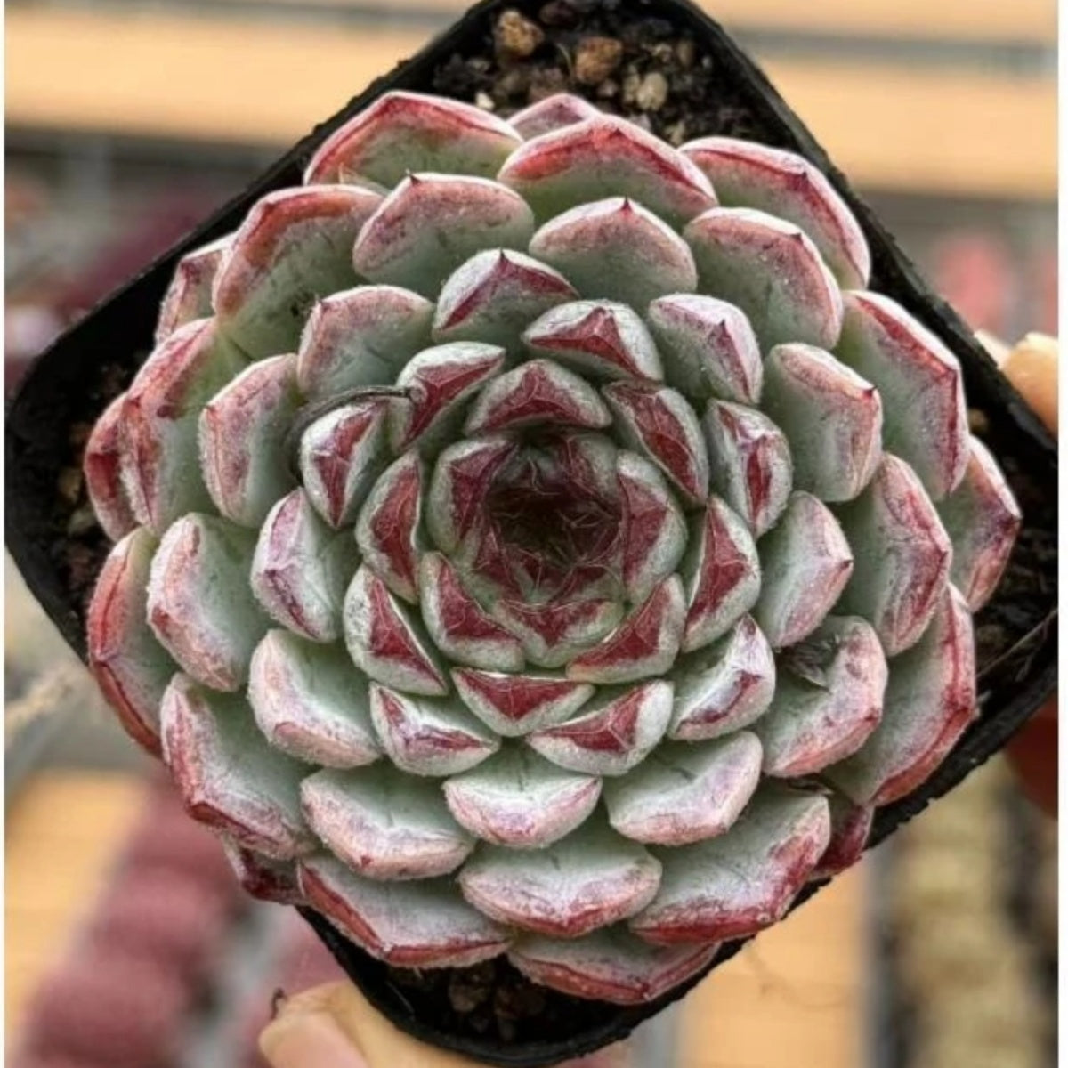 QNY139 Echeveria Sunflower Manual(7cm pot size)
