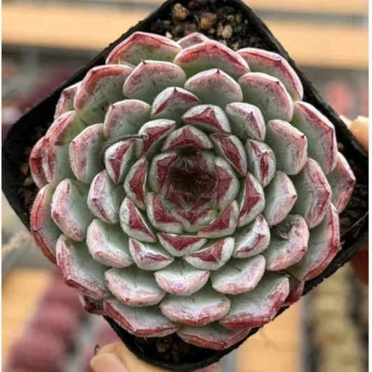QNY139 Echeveria Sunflower Manual(7cm pot size)