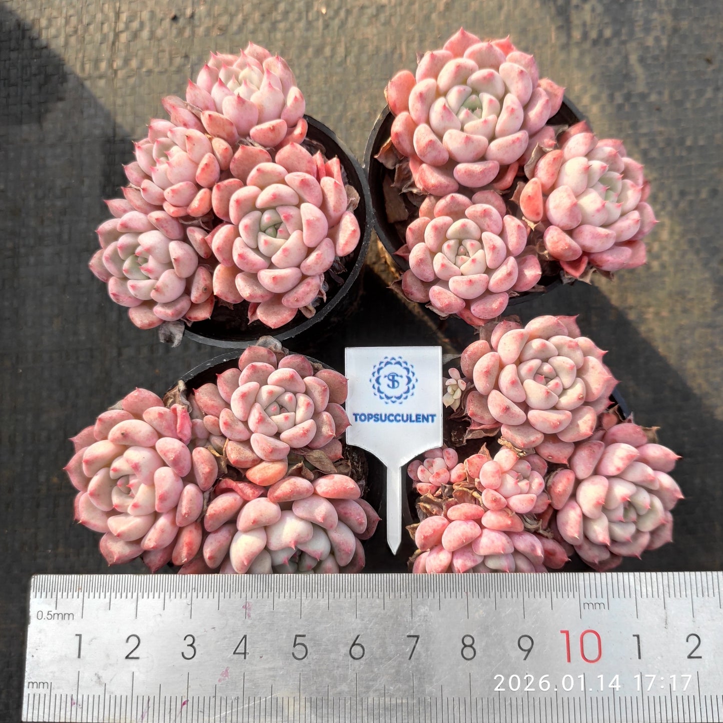 18282 Echeveria Cute Bubble (5.5cm pot size)