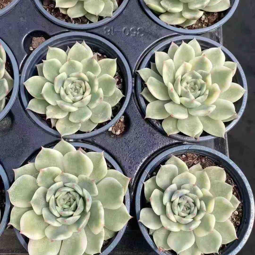 21943 Echeveria Ten Autumn Variegated (9cm pot size)