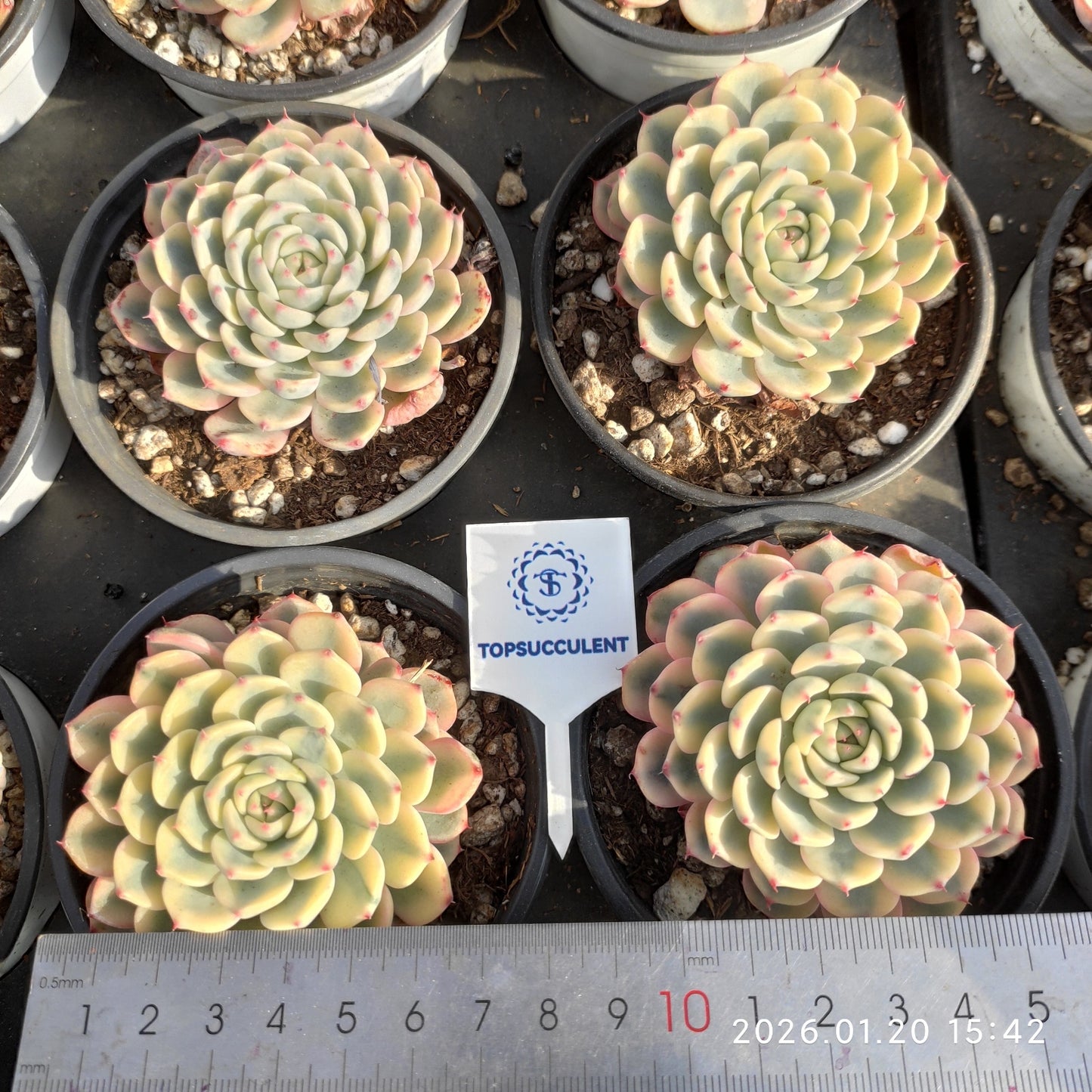 24912 Echeveria White Minima Variegated (9cm pot size)