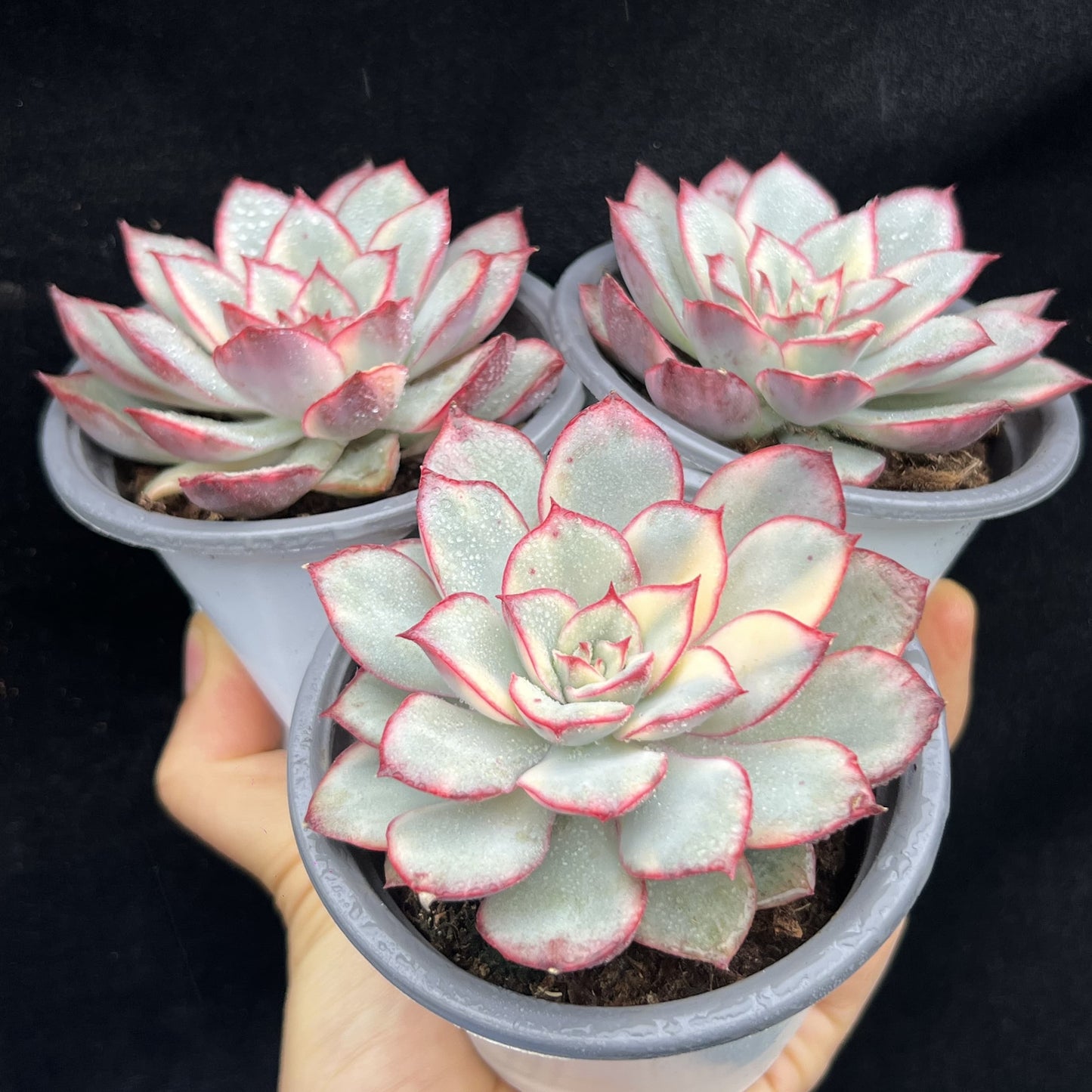 21327 Echeveria Esther Variegated (9cm pot size)
