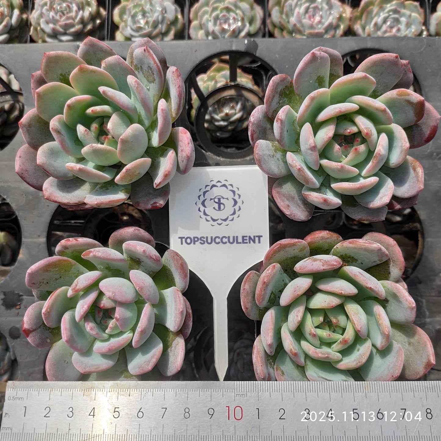 13722 Echeveria Star Mark (7cm pot size)