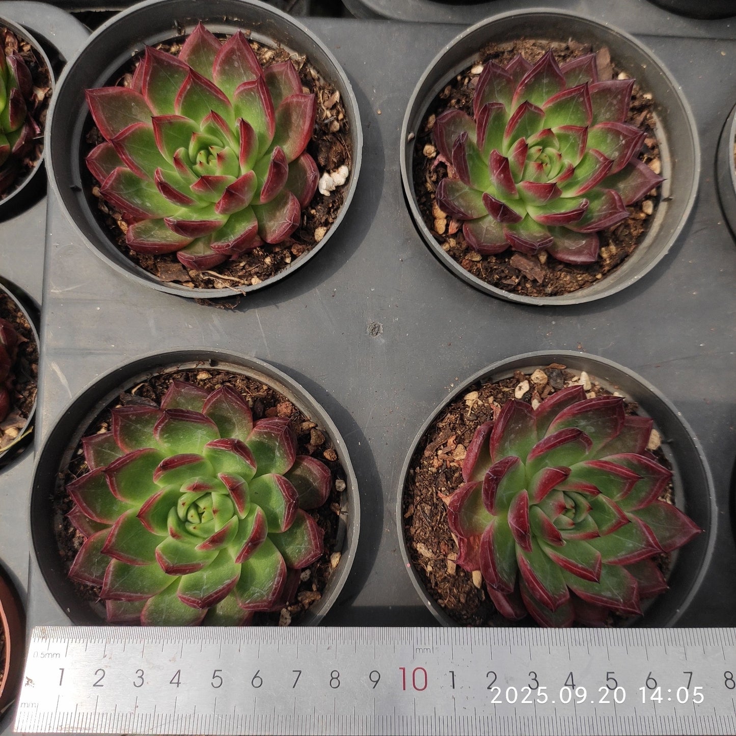 21207 Echeveria Rafia Hyb (7cm pot size)