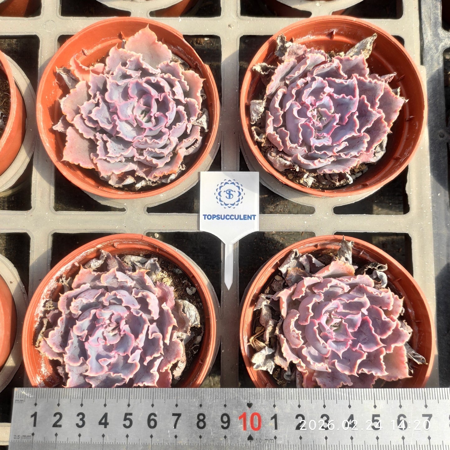 T1144 Echeveria Shaviana Truffles (9cm pot size)